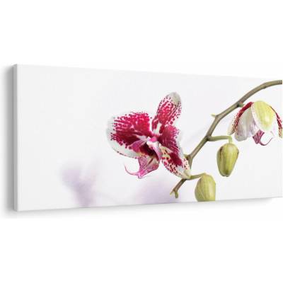 Obraz kvetu orchidey, jednodielne 250x125 cm