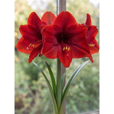 Lukon Glads Amaryllis RED LION - hippeastrum, hvězdník