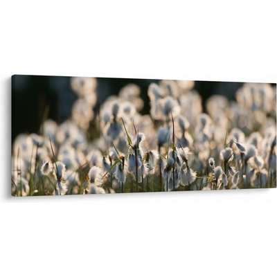 Obraz - Biely páperník, jednodielne 120x50 cm