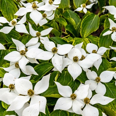 Drieň japonský - Cornus kousa - semená - 12 ks