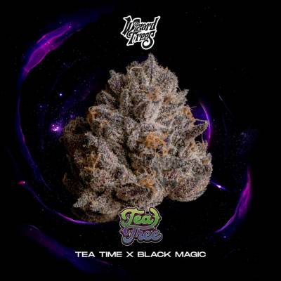 Wizard Trees Tea Tree semienka neobsahujú THC 3 ks