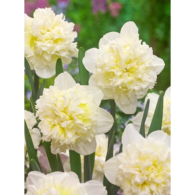 Narcis 'Ice king' 5 ks Velikost: 12/14
