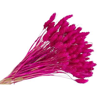 FLOWERIO Sušená tráva Phalaris - Chrastica 80g - cyklámenová