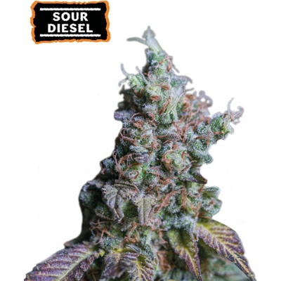 Seedstockers Sour Diesel Auto semienka neobsahujú THC 25 ks