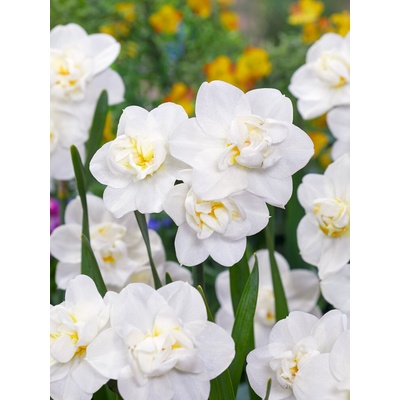 Narcis 'White cheerfulness' 5 ks Velikost: 12/14