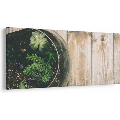 Obraz sukulentov v skle, jednodielne 250x125 cm