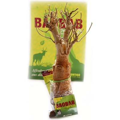 Contigo Sazenice baobabu ze Senegalu 8-9 let