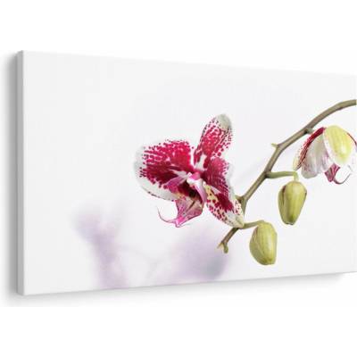 Obraz kvetu orchidey, jednodielne 150x100 cm
