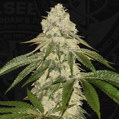 T.H. Seeds Pisthash semienka neobsahujú THC 6 ks