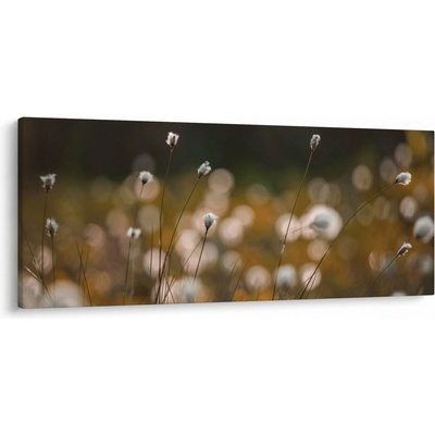 Obraz - Louka s cottongrass N⁰2, jednodílný 120x50 cm