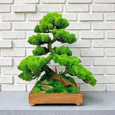Machovy strom na stol 40 cm., bonsai pre interiér