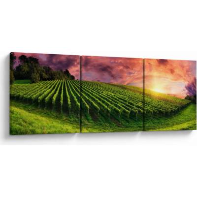 Obraz vinohradu s barevným nebem, třídílný 90x30 cm