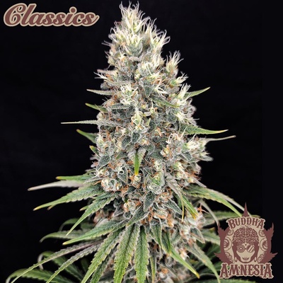 Buddha Seeds Amnesia semienka neobsahujú THC 3 ks