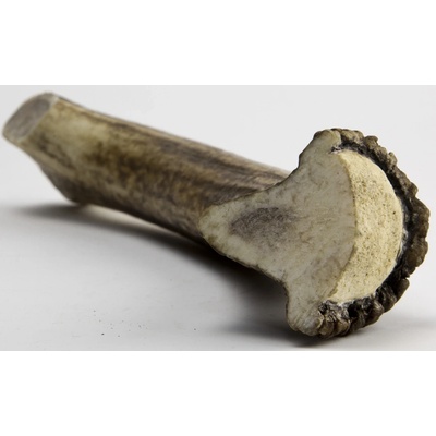 Chew Jelení paroh maxi 140-160 g