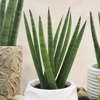 Sansevieria cylindrica Spaghetti 15cm