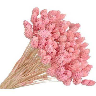 FLOWERIO Sušená tráva Phalaris - Chrastica 80g - svetlá ružová