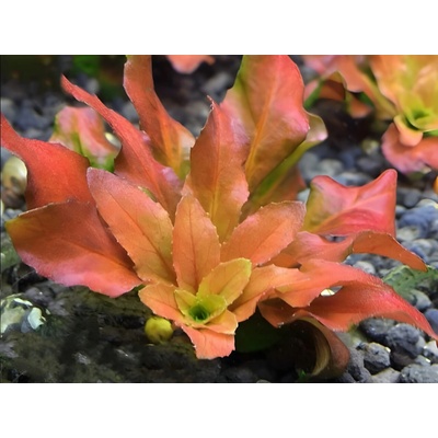 Ludwigia pilosa 7 cm – Hledejceny.cz