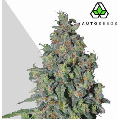Auto Seeds Trainwreck Auto semienka neobsahujú THC 3 ks