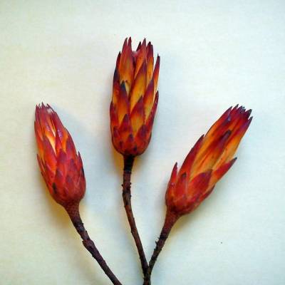Sonstige Protea repens Sugarbush Red 3 kusy