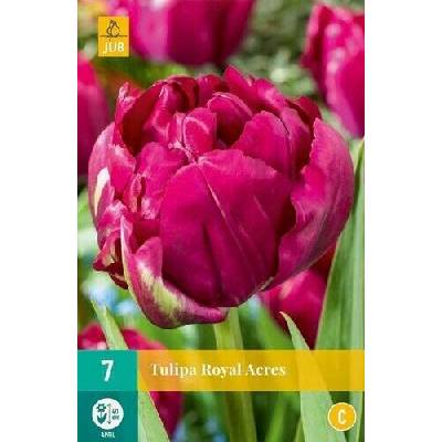 Tulipán Roayal Acres "C" 1 balenie - 7 ks