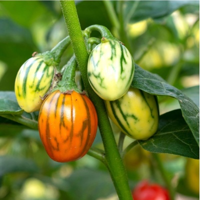 Okrasný baklažán Striped Toga Solanum melongena semená baklažánu 10 ks
