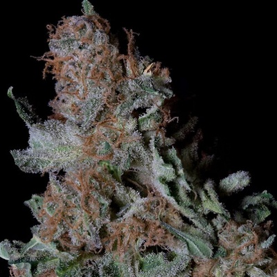 Don Avalanche Seeds Don Blueberry Cookies semienka neobsahujú THC 5 ks
