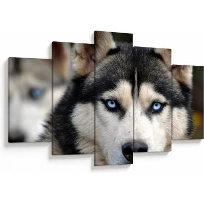 Obraz psa husky, pětidílný 150x105 cm