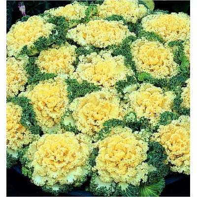 Okrasná kapusta Nagoya F1 biela Brassica oleracea predaj semien 20 ks