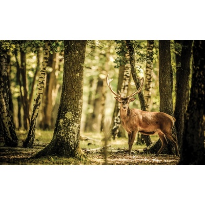 Preinterier FT2525 Fototapeta na stenu Jeleň vlies 104cm x 70cm