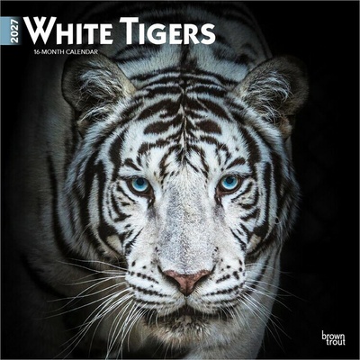 White Tigers Weiße Tiger 16-Monats 2027