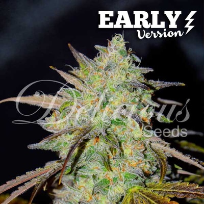 Delicious Seeds Marmalate Early Version semienka neobsahujú THC 10 ks