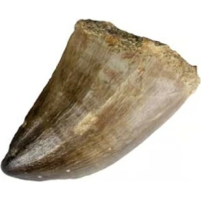 Milujeme Kameny Mosasaurus zub - zkamenělina - cca 2 cm