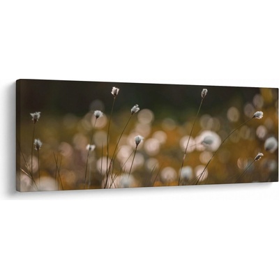 Obraz - Lúka s cottongrass N⁰2, jednodielne 145x58 cm