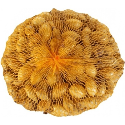 AGRO TEAM Cibuľa sadzačka Senshyu Yellow 500g 10-16mm ozimná [40]