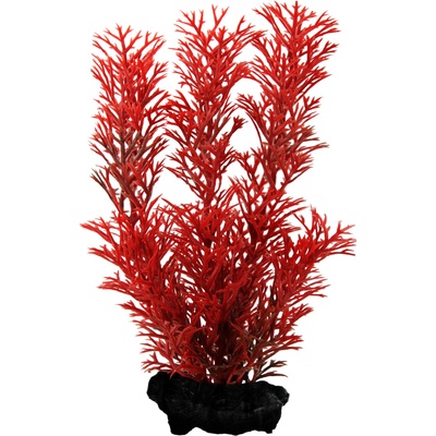 Tetra Myriophyllum heterophyllum Red Foxtail 30 cm