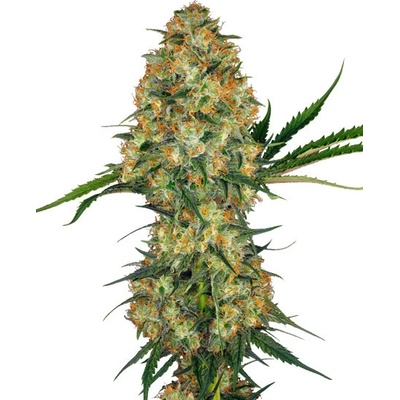 Sensi Seeds Hindu Kush semienka neobsahujú THC 5 ks