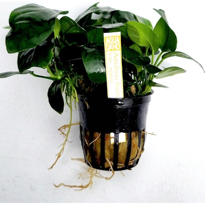 Anubias barteri nana 5 cm