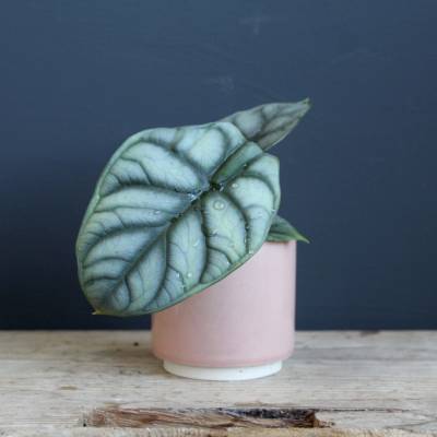Alocasia Silver Dragon baby