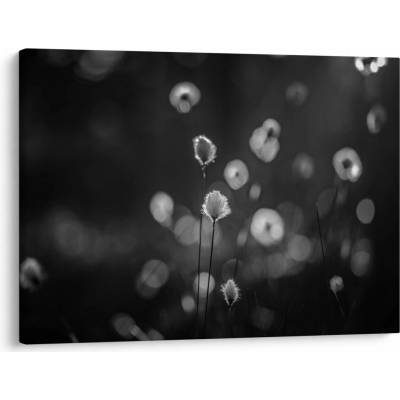 Obraz - Cottongrass na louce, jednodílný 70x50 cm