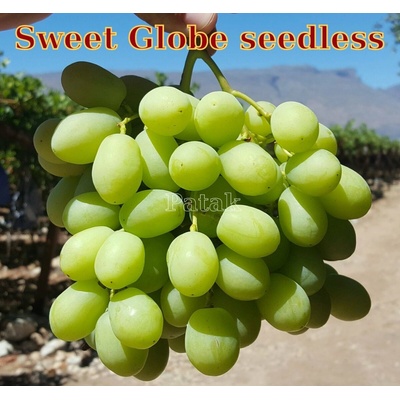 vinič Sweet Globe bezsemenný USA