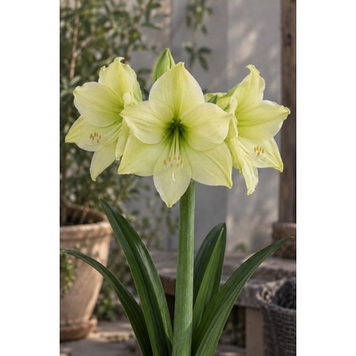 Amaryllis LIMONA hippeastrum hvězdník