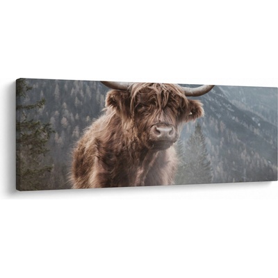 Obraz - Highlander krava, jednodielne 145x58 cm