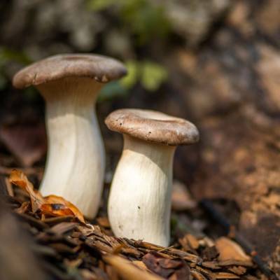 Nohel Garden Hliva kráľovská máčková - Pleurotus eryngii - sadivo - predaj - 250 ml