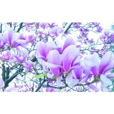 Preinterier FT2982 Fototapeta na stenu Bielo – fialové magnólie vlies 104cm x 70cm