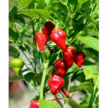 CHILLIMAT Chilli semena Habanero Tasmanian 10 ks