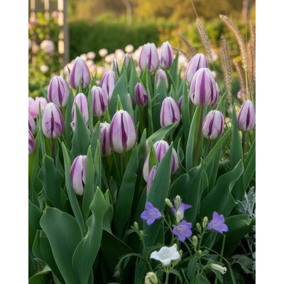 Tulipán 'Flaming Flag' 5 ks