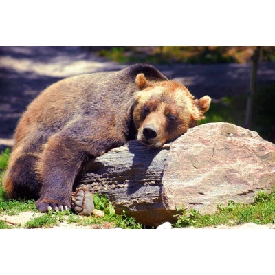 Dimex MS-5-0434 Vliesová fototapeta Spící medvěd grizzly rozměry 375 x 250 cm