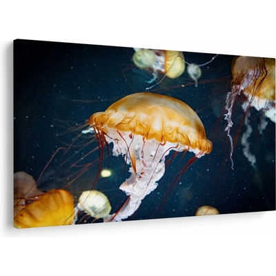 Obraz medůzy, jednodílný 150x100 cm