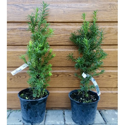 Tis prostredný (Taxus x media ´Hicksii´) veľkosť 25-40cm
