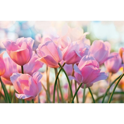 Dimex MS-5-1319 Vliesová fototapeta Růžové tulipány rozměry 375 x 250 cm